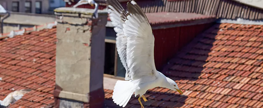 Residential Chimney Animal Removal Solution in Country Club, FL