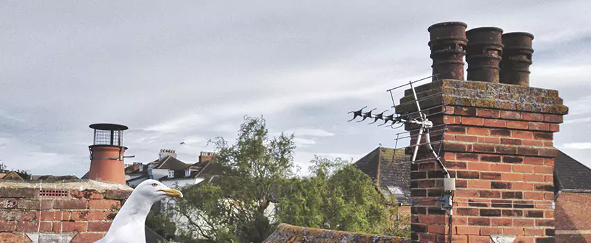 Chimney Cleaning And Restoration in Country Club, Florida